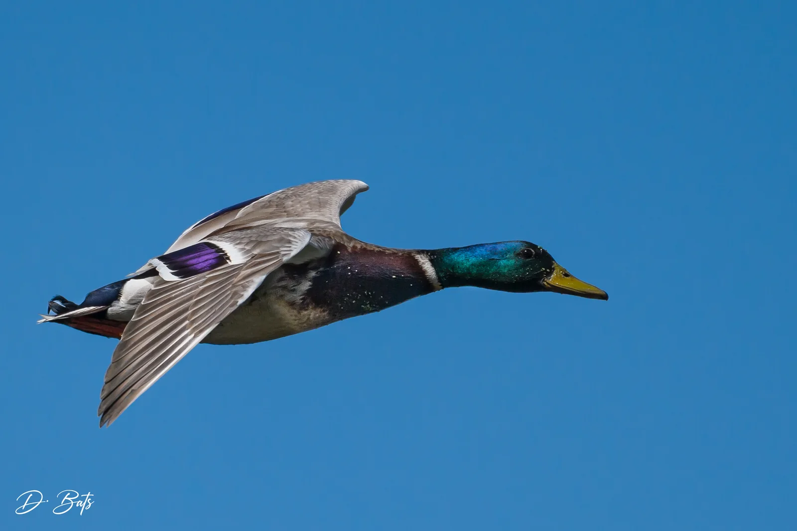 Canard colvert
