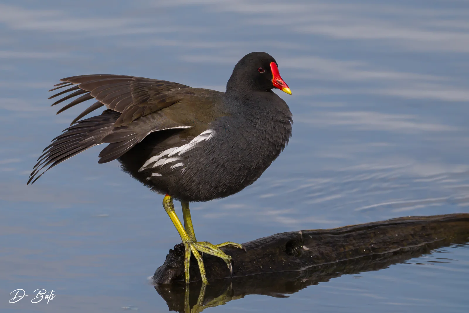 Gallinule poule-d'eau