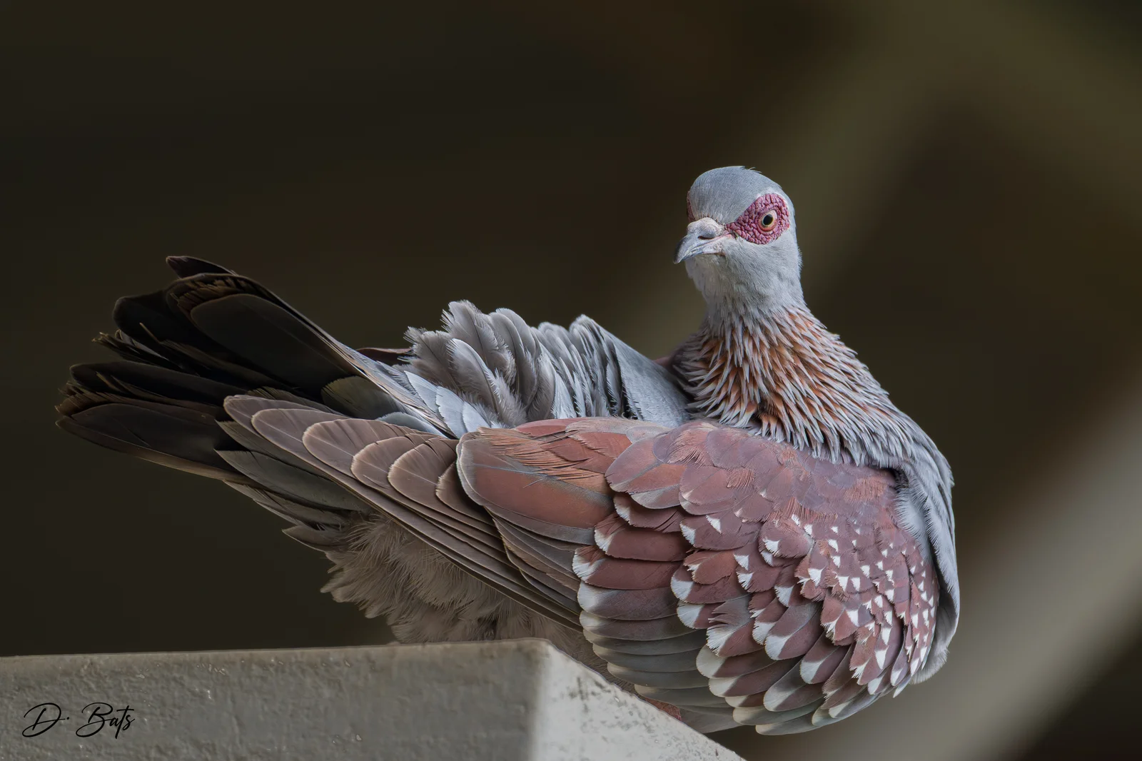Pigeon roussard