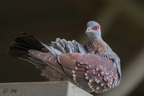 Pigeon roussard