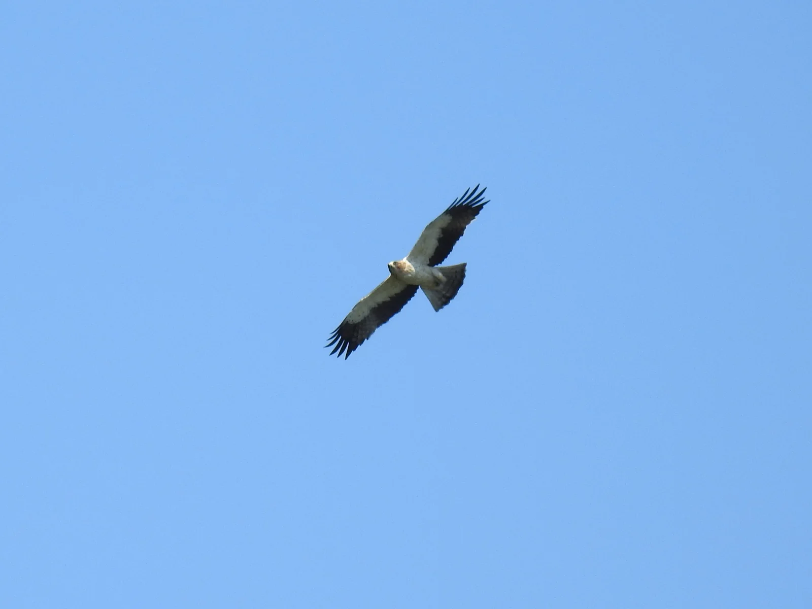 Aigle botté