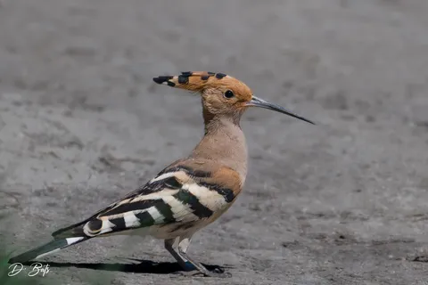 Huppe fasciée