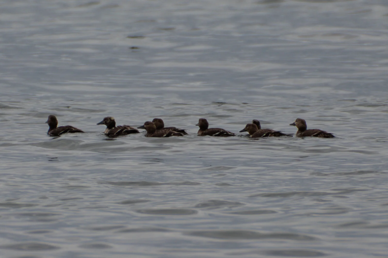 Eider de Steller