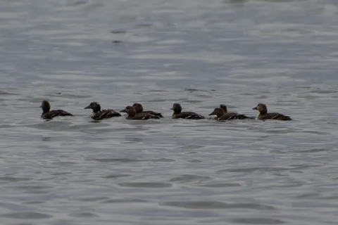 Eider de Steller