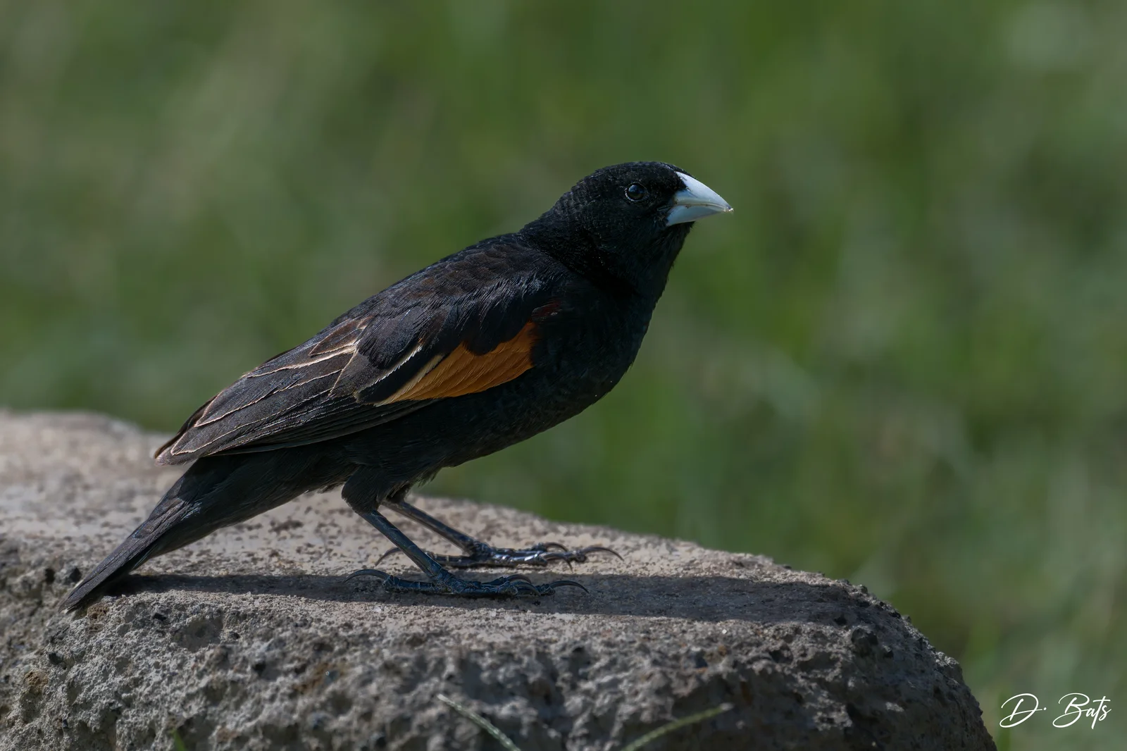 Euplecte à épaules orangées