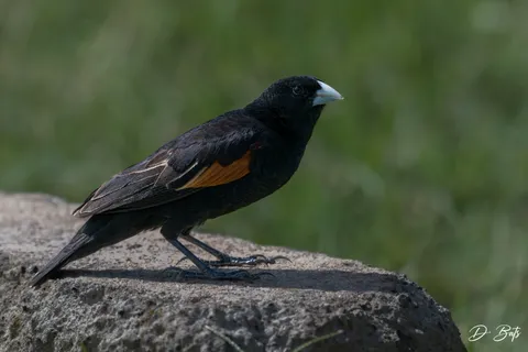 Euplecte à épaules orangées