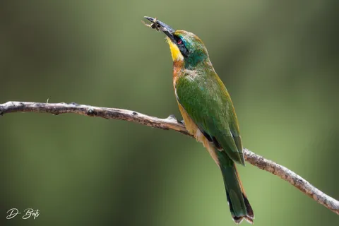 Guêpier nain