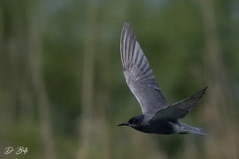 Guifette noire