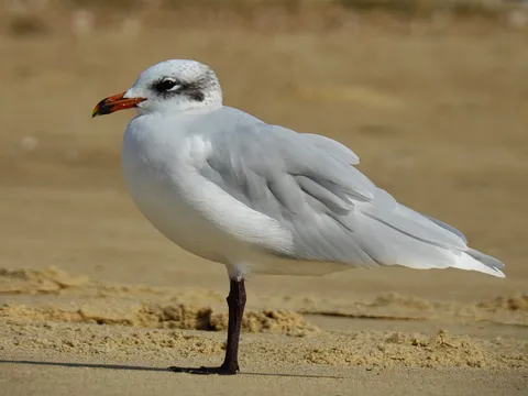 Mouette mélanocéphale