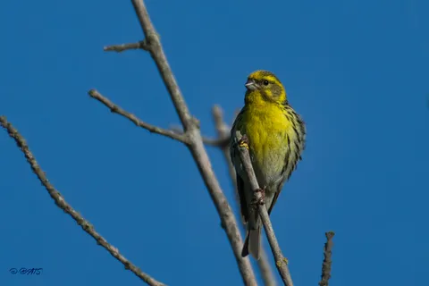 Serin cini