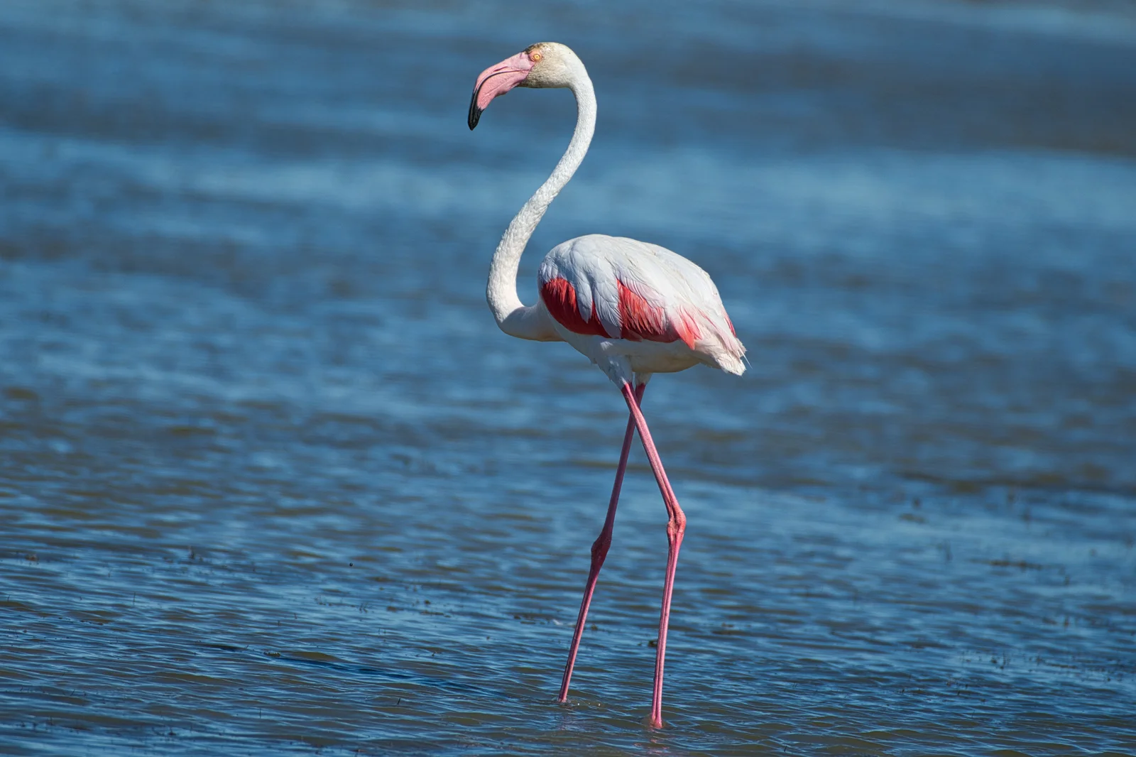 Flamant rose