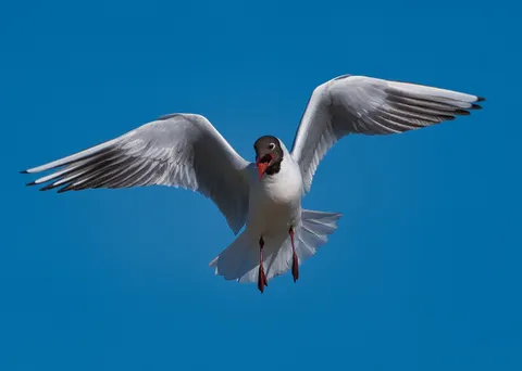 Mouette rieuse