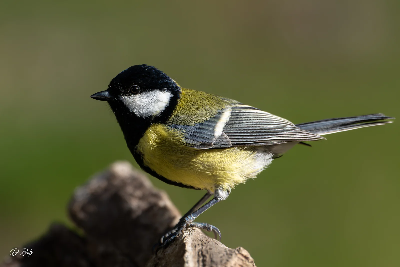 Mésange charbonnière