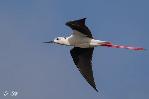Échasse blanche