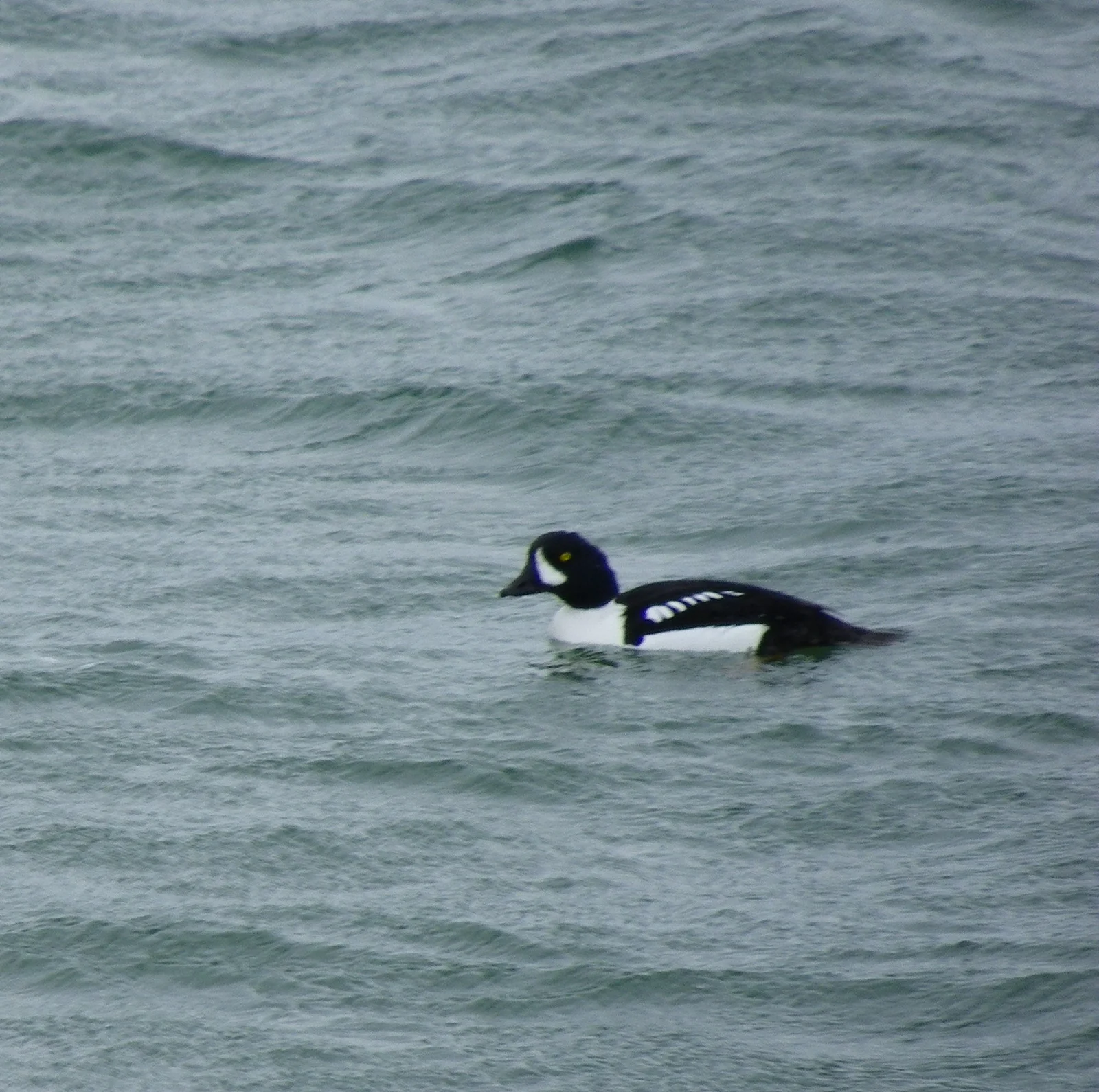 Garrot d'Islande