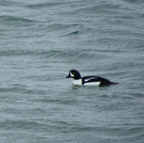 Garrot d'Islande