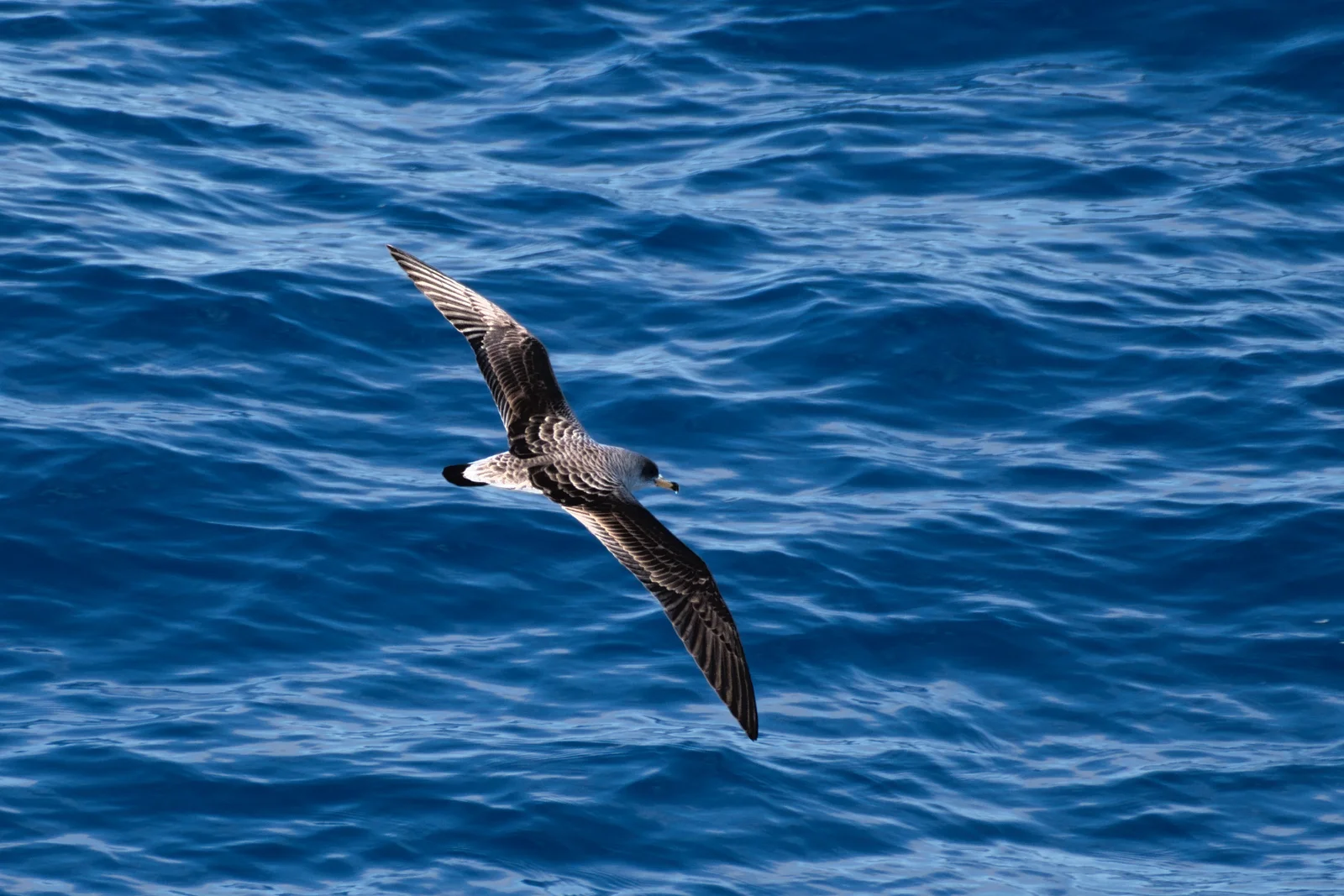 Puffin de Scopoli
