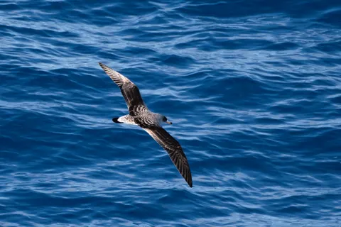 Puffin de Scopoli
