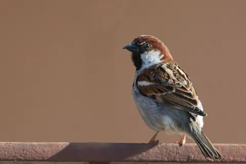 Moineau cisalpin
