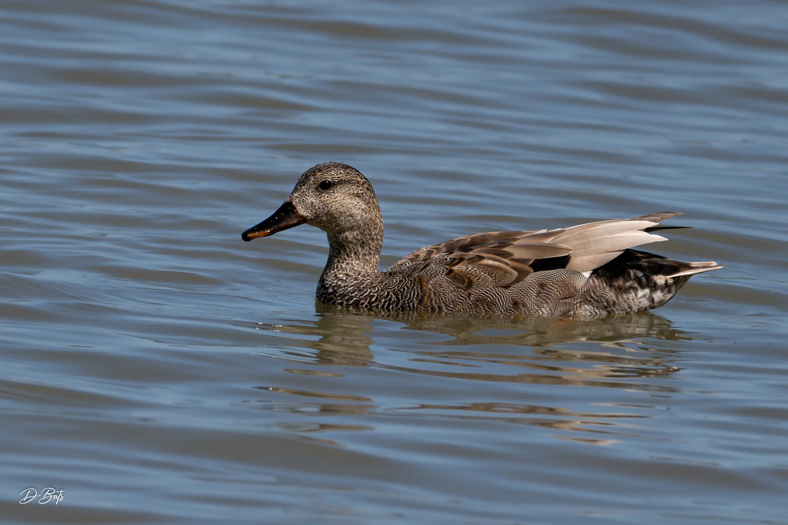 Canard chipeau