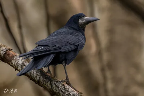 Corbeau freux