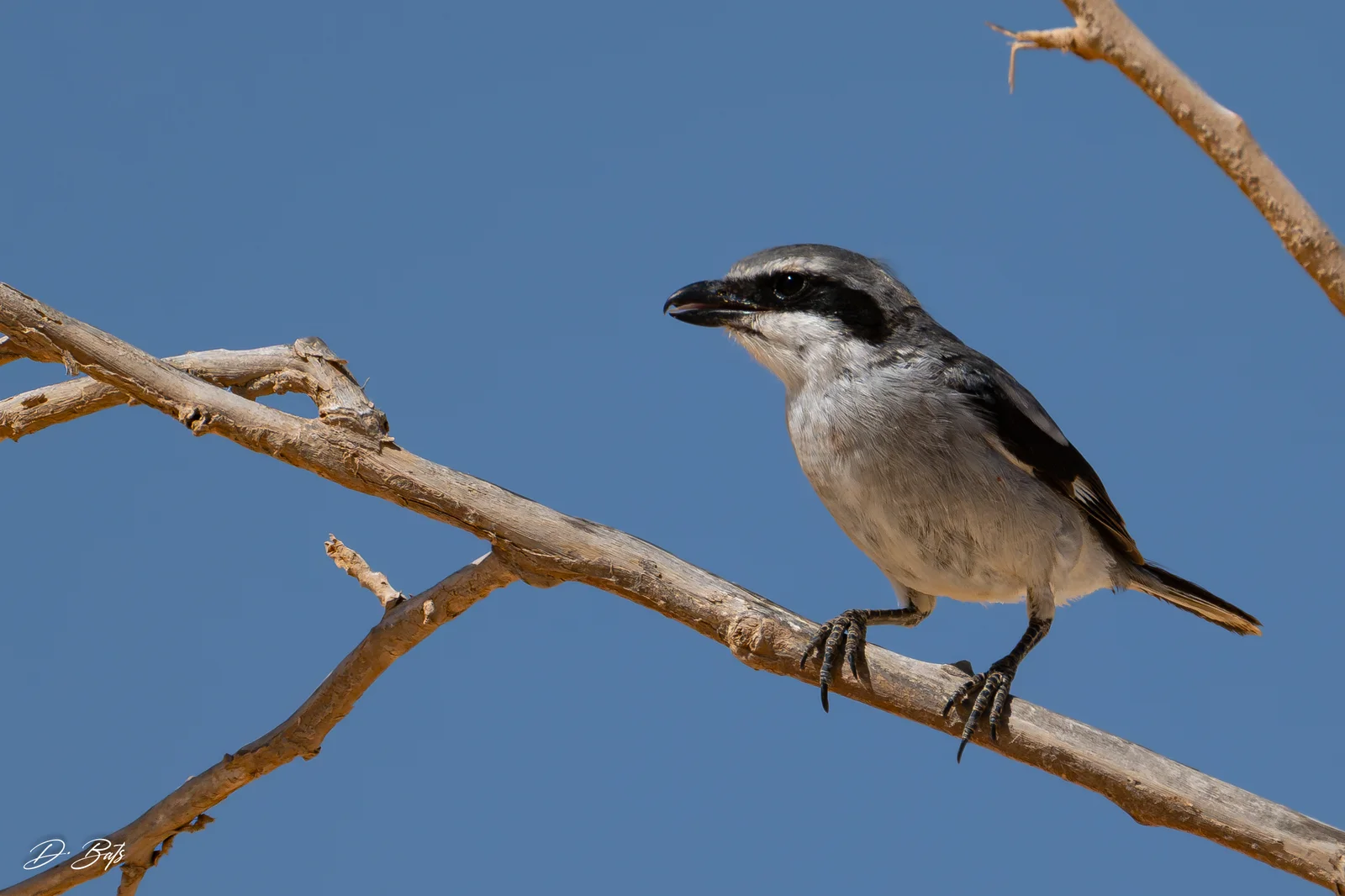 Pie-grièche grise — ssp koenigi