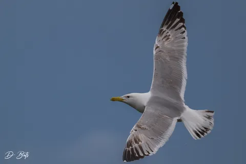 Goéland pontique