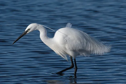 Aigrette garzette