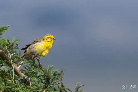 Serin à ventre blanc
