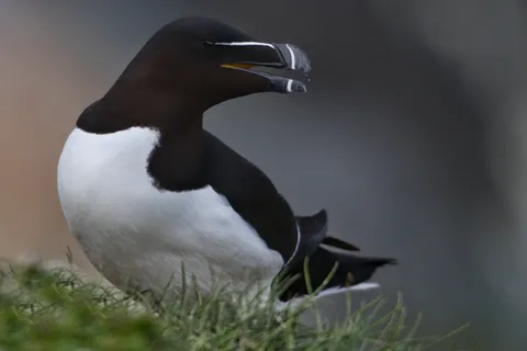 Pingouin torda
