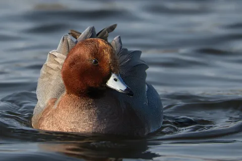 Canard siffleur