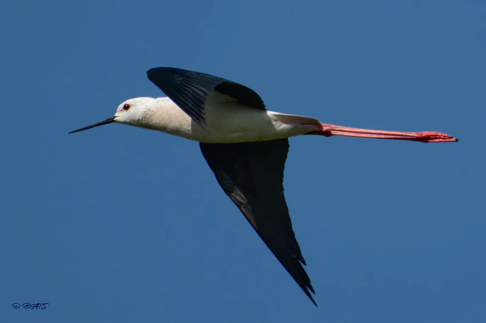 Échasse blanche