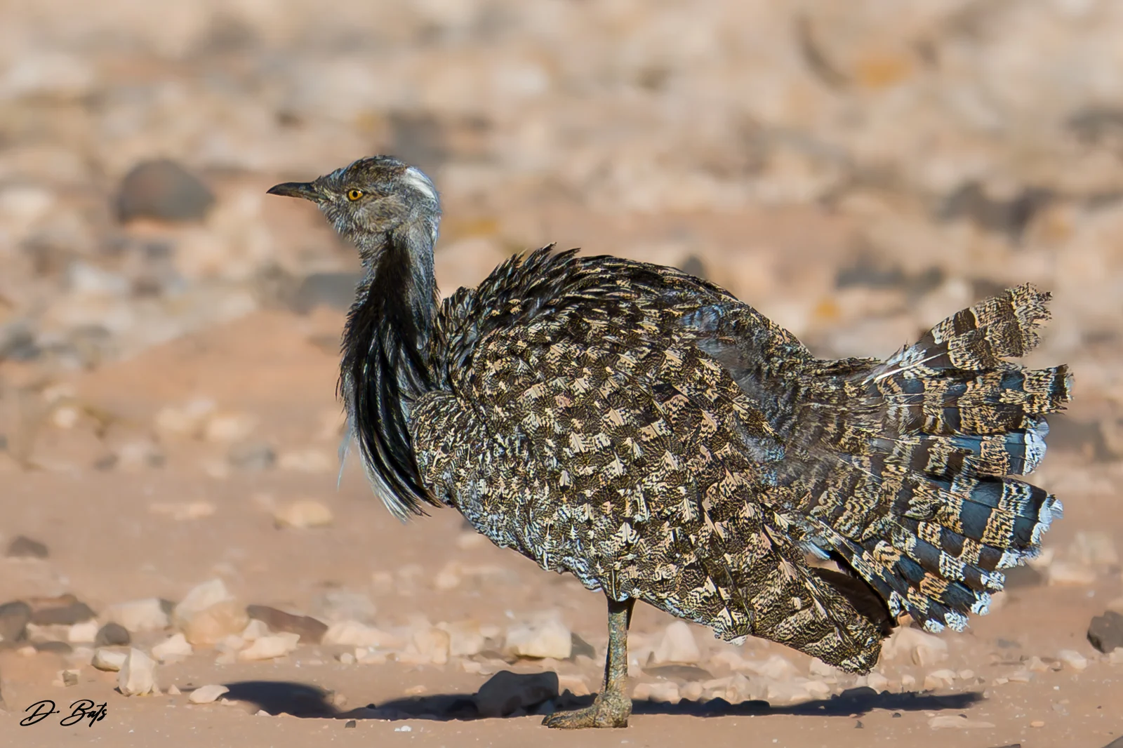 Outarde houbara — ssp fuertaventurae