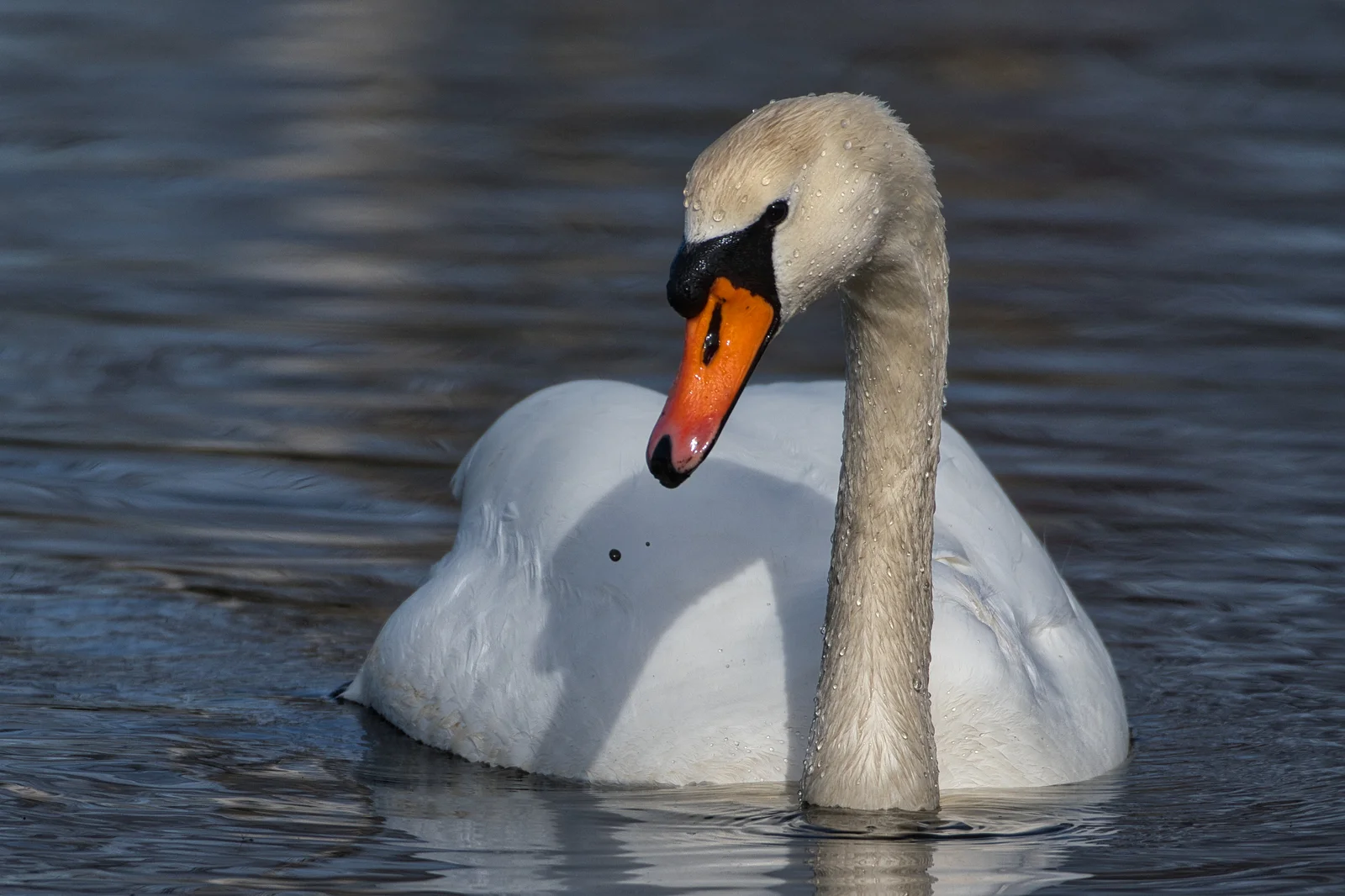 Cygne tuberculé
