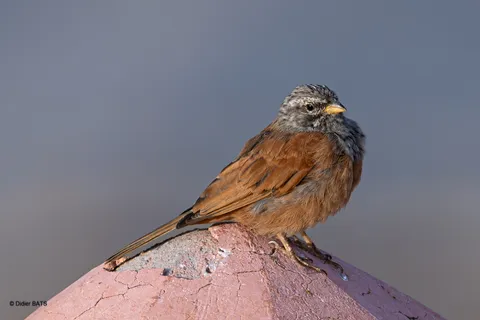 Bruant du Sahara