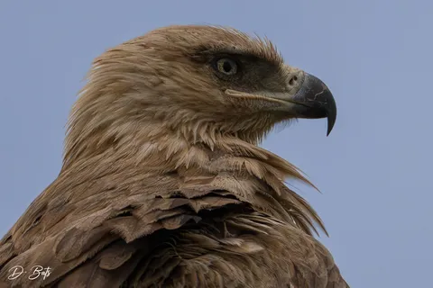 Aigle ravisseur