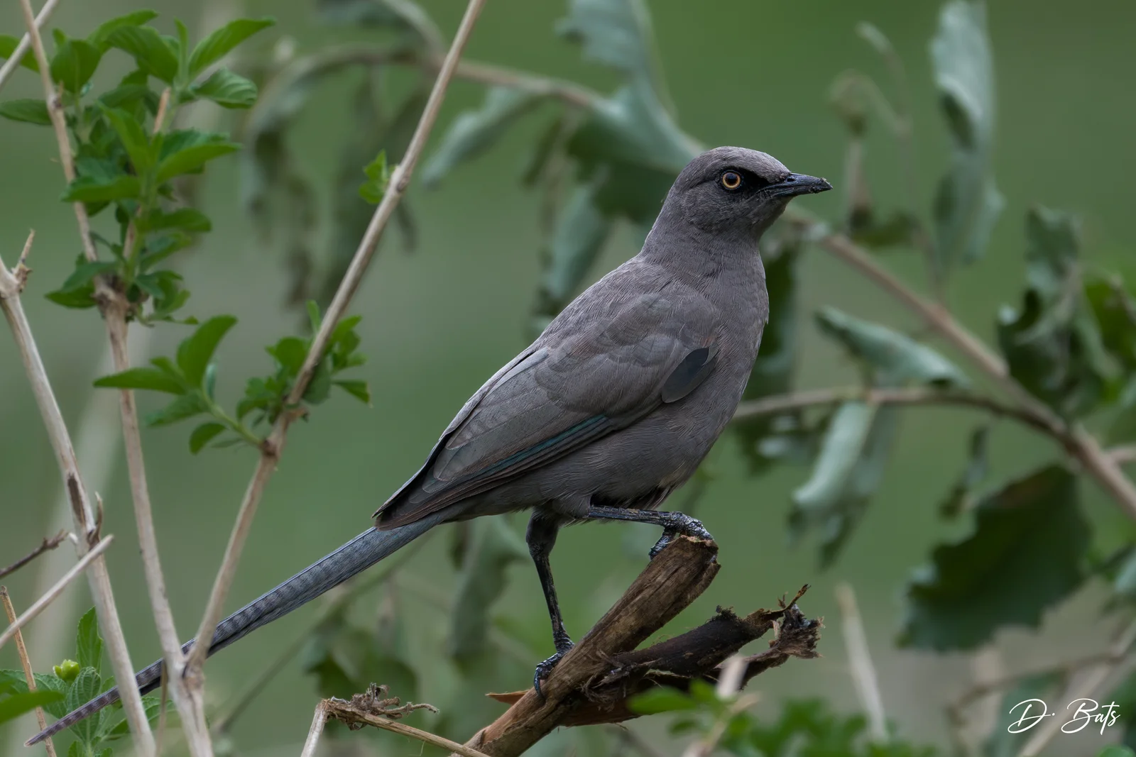 Choucador cendré