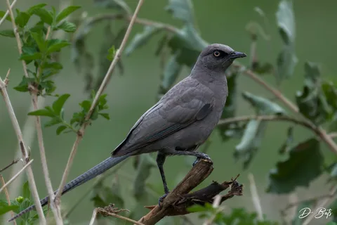 Choucador cendré