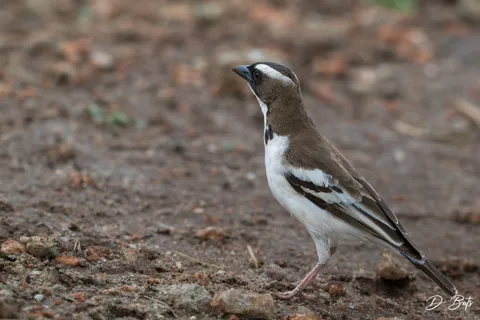 Mahili à sourcil blanc