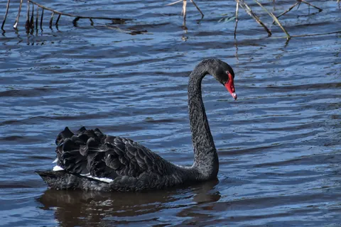 Cygne noir