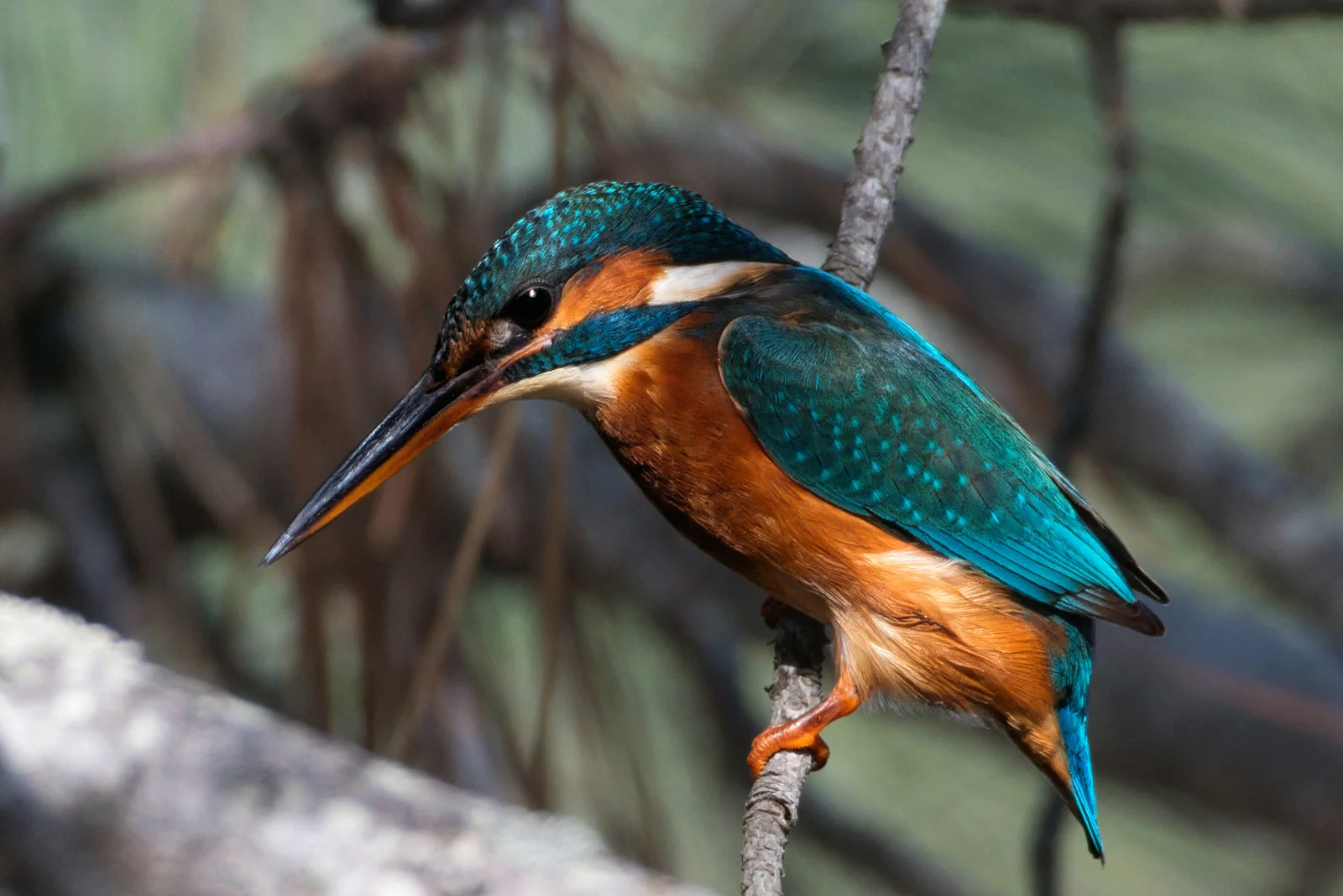 Martin-pêcheur d'Europe