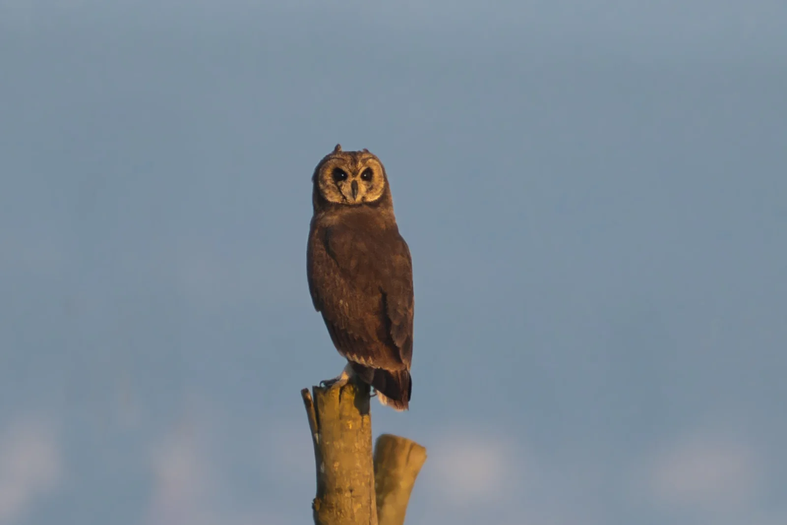 Hibou du Cap