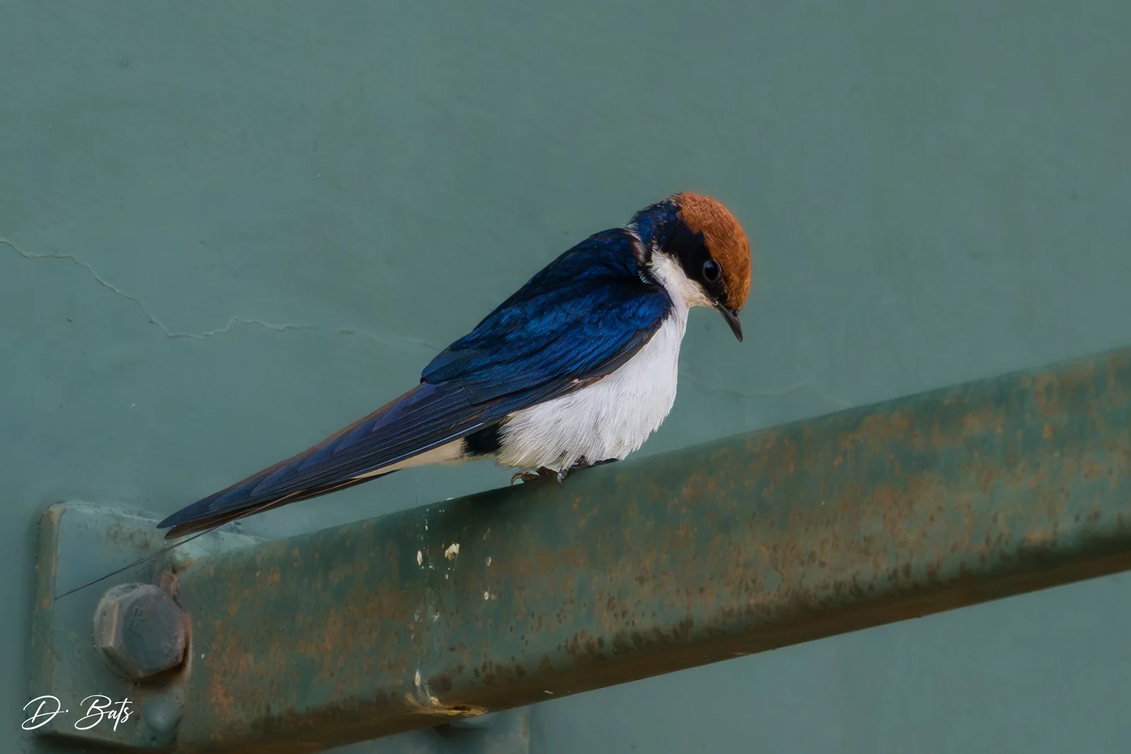 Hirondelle à longs brins