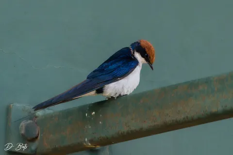 Hirondelle à longs brins