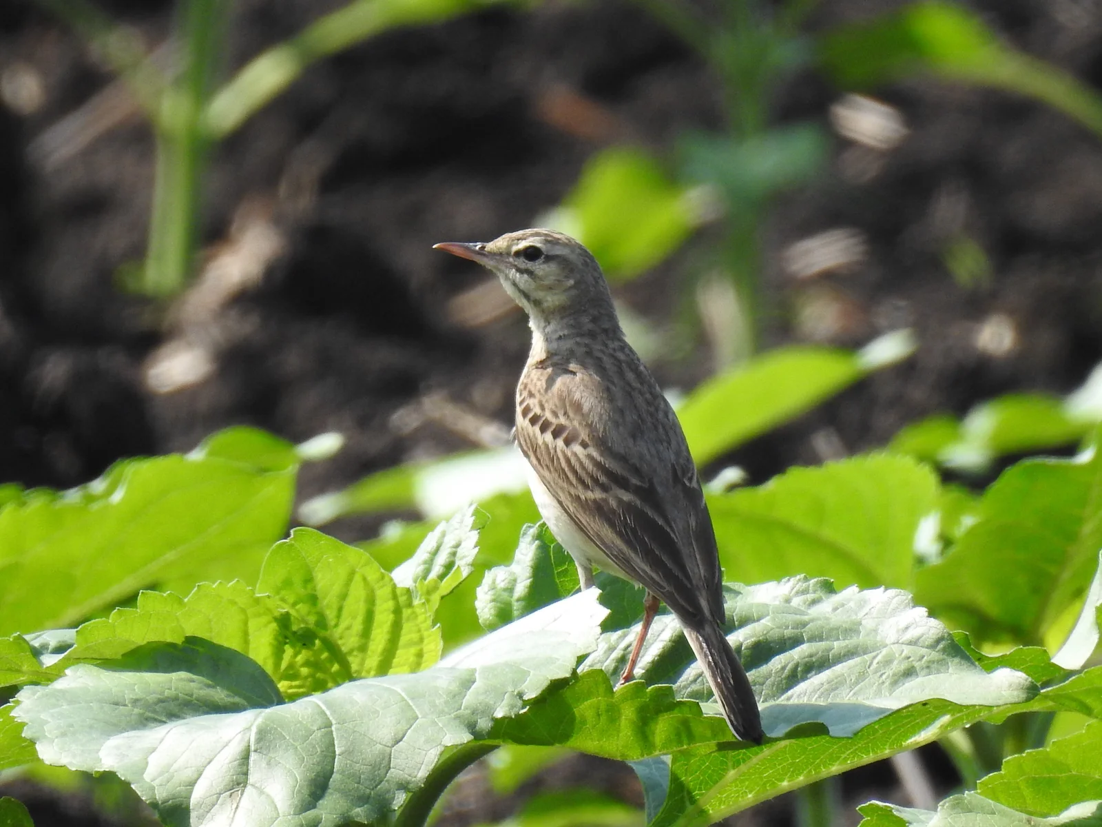 Pipit rousseline