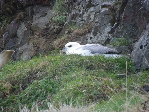 Fulmar boréal