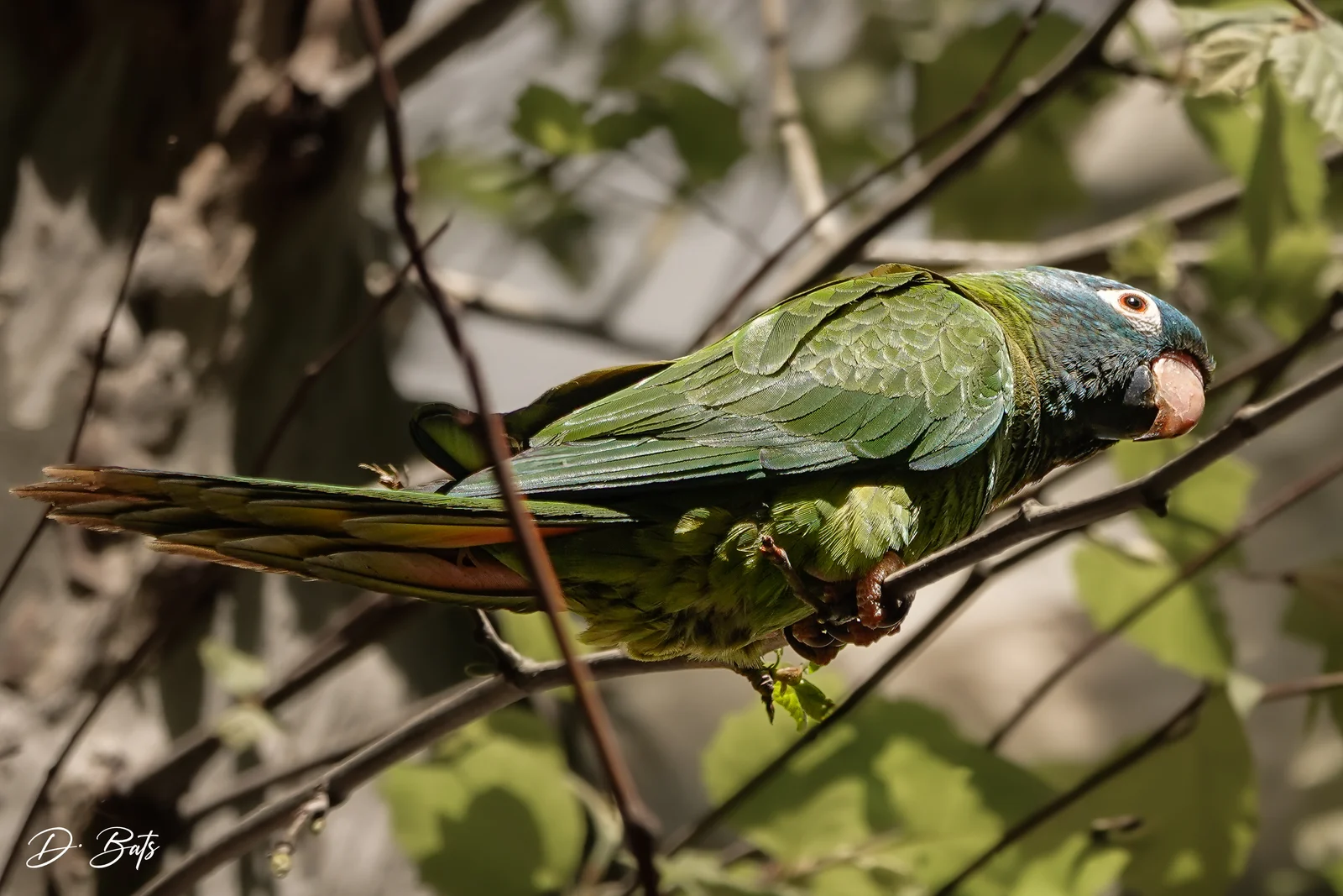 Conure à tête bleue