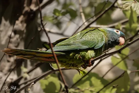 Conure à tête bleue