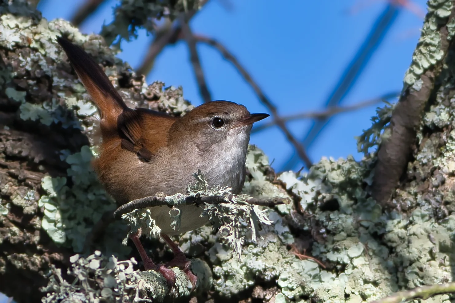 Bouscarle de Cetti