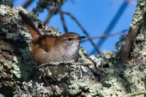 Bouscarle de Cetti